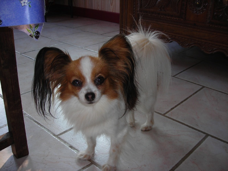 Vonick De stang veil