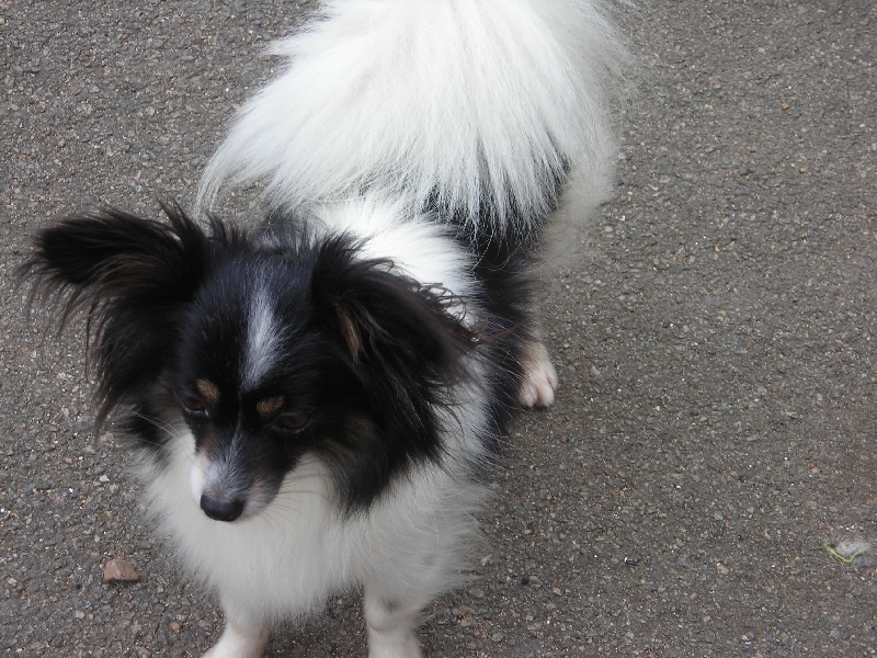 De stang veil Voulouse