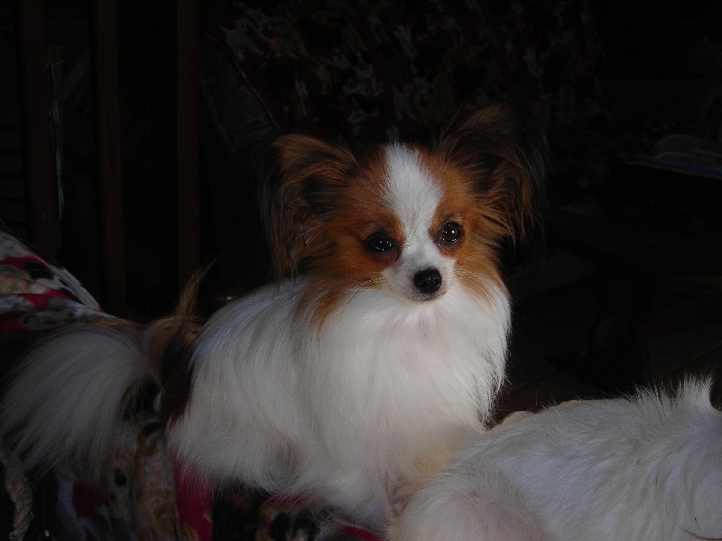 Azelle De stang veil