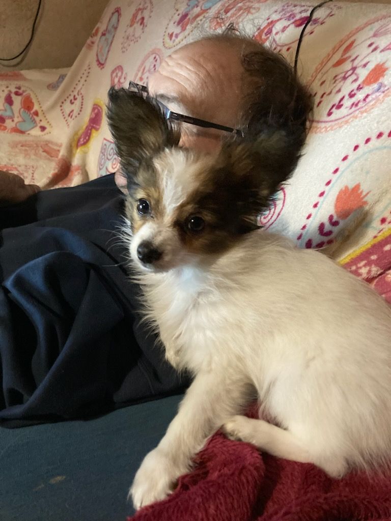 CH. Aydie De stang veil